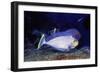 Bignose Unicornfish-Hal Beral-Framed Photographic Print