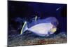 Bignose Unicornfish-Hal Beral-Mounted Photographic Print