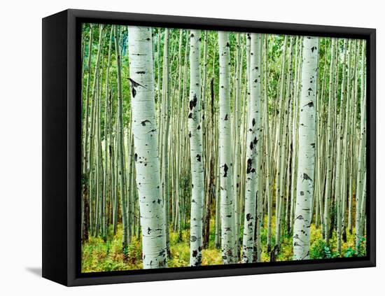 Bigtooth Aspen Trees in White River National Forest near Aspen, Colorado, USA-Tom Haseltine-Framed Stretched Canvas