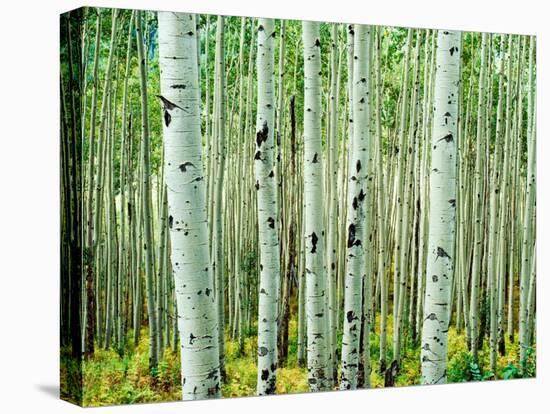 Bigtooth Aspen Trees in White River National Forest near Aspen, Colorado, USA-Tom Haseltine-Stretched Canvas