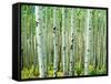 Bigtooth Aspen Trees in White River National Forest near Aspen, Colorado, USA-Tom Haseltine-Framed Stretched Canvas