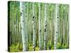 Bigtooth Aspen Trees in White River National Forest near Aspen, Colorado, USA-Tom Haseltine-Stretched Canvas