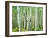 Bigtooth Aspen Trees in White River National Forest near Aspen, Colorado, USA-Tom Haseltine-Framed Premium Photographic Print