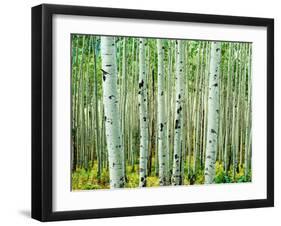 Bigtooth Aspen Trees in White River National Forest near Aspen, Colorado, USA-Tom Haseltine-Framed Premium Photographic Print