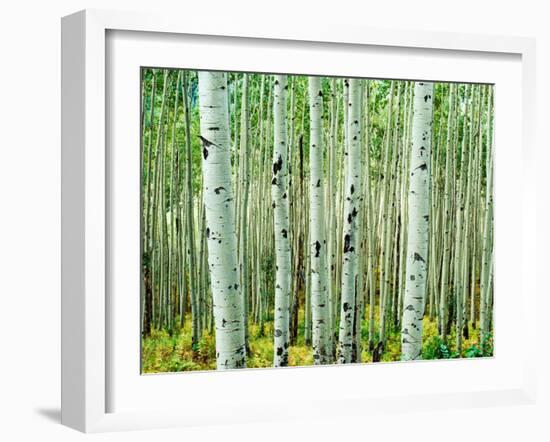 Bigtooth Aspen Trees in White River National Forest near Aspen, Colorado, USA-Tom Haseltine-Framed Premium Photographic Print