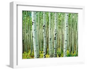 Bigtooth Aspen Trees in White River National Forest near Aspen, Colorado, USA-Tom Haseltine-Framed Premium Photographic Print