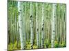 Bigtooth Aspen Trees in White River National Forest near Aspen, Colorado, USA-Tom Haseltine-Mounted Premium Photographic Print