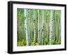 Bigtooth Aspen Trees in White River National Forest near Aspen, Colorado, USA-Tom Haseltine-Framed Photographic Print