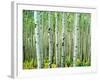 Bigtooth Aspen Trees in White River National Forest near Aspen, Colorado, USA-Tom Haseltine-Framed Photographic Print