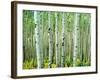 Bigtooth Aspen Trees in White River National Forest near Aspen, Colorado, USA-Tom Haseltine-Framed Photographic Print