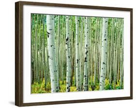 Bigtooth Aspen Trees in White River National Forest near Aspen, Colorado, USA-Tom Haseltine-Framed Photographic Print