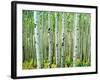 Bigtooth Aspen Trees in White River National Forest near Aspen, Colorado, USA-Tom Haseltine-Framed Photographic Print