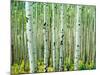 Bigtooth Aspen Trees in White River National Forest near Aspen, Colorado, USA-Tom Haseltine-Mounted Photographic Print