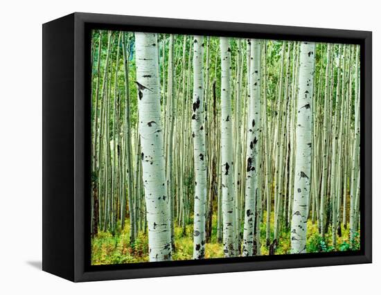 Bigtooth Aspen Trees in White River National Forest near Aspen, Colorado, USA-Tom Haseltine-Framed Stretched Canvas