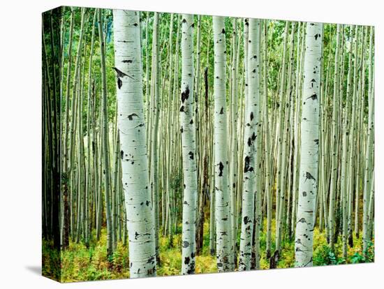 Bigtooth Aspen Trees in White River National Forest near Aspen, Colorado, USA-Tom Haseltine-Stretched Canvas