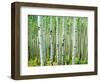 Bigtooth Aspen Trees in White River National Forest near Aspen, Colorado, USA-Tom Haseltine-Framed Photographic Print