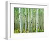 Bigtooth Aspen Trees in White River National Forest near Aspen, Colorado, USA-Tom Haseltine-Framed Photographic Print