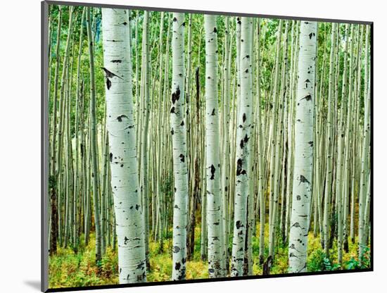 Bigtooth Aspen Trees in White River National Forest near Aspen, Colorado, USA-Tom Haseltine-Mounted Photographic Print