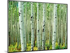 Bigtooth Aspen Trees in White River National Forest near Aspen, Colorado, USA-Tom Haseltine-Mounted Photographic Print