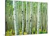 Bigtooth Aspen Trees in White River National Forest near Aspen, Colorado, USA-Tom Haseltine-Stretched Canvas