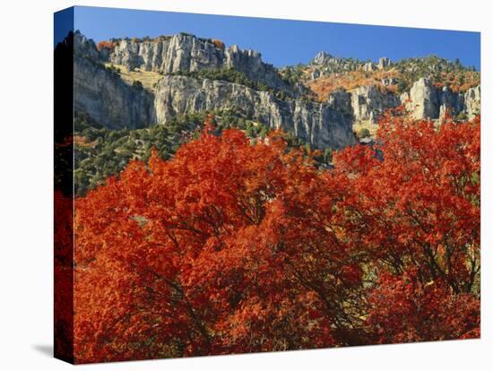 Bigtooth Maple, Blacksmith Fork Canyon, Bear River Range, Wasatch National Forest, Utah, USA-Scott T. Smith-Stretched Canvas