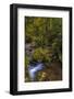 Bigtooth Maple leaves in autumn along Munson Creek near Tillamook, Oregon, USA-Chuck Haney-Framed Photographic Print