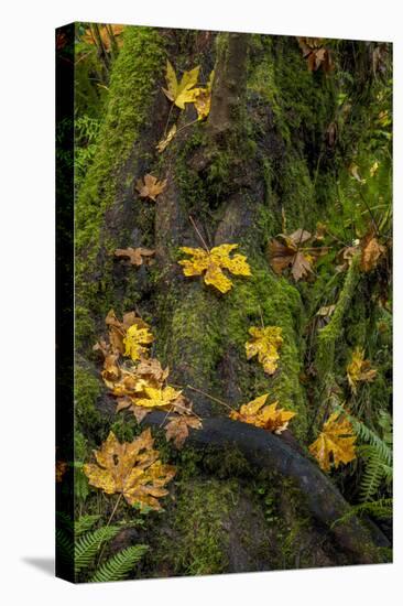 Bigtooth Maple leaves in autumn along Munson Creek near Tillamook, Oregon, USA-Chuck Haney-Stretched Canvas