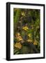 Bigtooth Maple leaves in autumn along Munson Creek near Tillamook, Oregon, USA-Chuck Haney-Framed Photographic Print