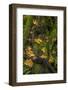 Bigtooth Maple leaves in autumn along Munson Creek near Tillamook, Oregon, USA-Chuck Haney-Framed Photographic Print