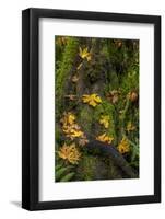 Bigtooth Maple leaves in autumn along Munson Creek near Tillamook, Oregon, USA-Chuck Haney-Framed Photographic Print