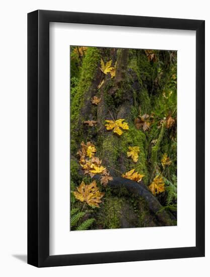 Bigtooth Maple leaves in autumn along Munson Creek near Tillamook, Oregon, USA-Chuck Haney-Framed Photographic Print