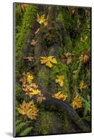 Bigtooth Maple leaves in autumn along Munson Creek near Tillamook, Oregon, USA-Chuck Haney-Mounted Photographic Print