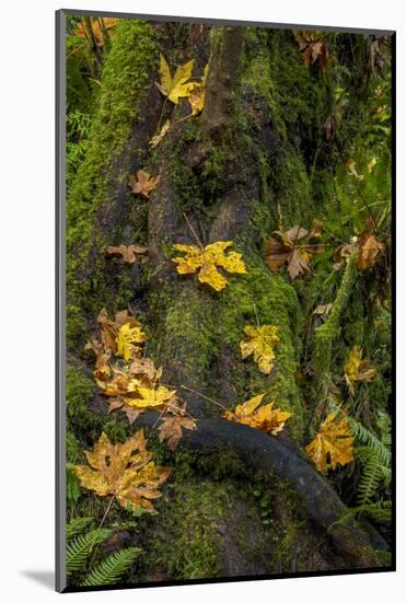 Bigtooth Maple leaves in autumn along Munson Creek near Tillamook, Oregon, USA-Chuck Haney-Mounted Photographic Print