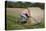 Bike Riding into Hay Bail-null-Stretched Canvas