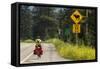 Biking, Adventure Cycling Glacier Waterton Tour, Fernie, British Columbia-Chuck Haney-Framed Stretched Canvas