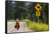 Biking, Adventure Cycling Glacier Waterton Tour, Fernie, British Columbia-Chuck Haney-Framed Stretched Canvas