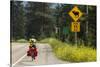 Biking, Adventure Cycling Glacier Waterton Tour, Fernie, British Columbia-Chuck Haney-Stretched Canvas