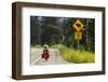 Biking, Adventure Cycling Glacier Waterton Tour, Fernie, British Columbia-Chuck Haney-Framed Photographic Print