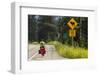 Biking, Adventure Cycling Glacier Waterton Tour, Fernie, British Columbia-Chuck Haney-Framed Photographic Print