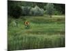 Biking on a Nature Trail-null-Mounted Photographic Print