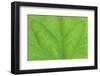 Bilaterally symmetrical ivy leaf.-Mark Gibson-Framed Photographic Print