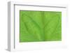 Bilaterally symmetrical ivy leaf.-Mark Gibson-Framed Photographic Print