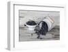 Bilberries with Enamelware-Andrea Haase-Framed Photographic Print