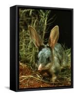 Bilby, Rabbit-Eared Bandicoot Central Australian Desert-null-Framed Stretched Canvas