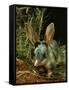 Bilby, Rabbit-Eared Bandicoot Central Australian Desert-null-Framed Stretched Canvas