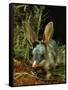 Bilby, Rabbit-Eared Bandicoot Central Australian Desert-null-Framed Stretched Canvas