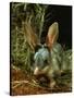 Bilby, Rabbit-Eared Bandicoot Central Australian Desert-null-Stretched Canvas