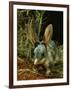 Bilby, Rabbit-Eared Bandicoot Central Australian Desert-null-Framed Photographic Print