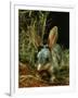 Bilby, Rabbit-Eared Bandicoot Central Australian Desert-null-Framed Photographic Print