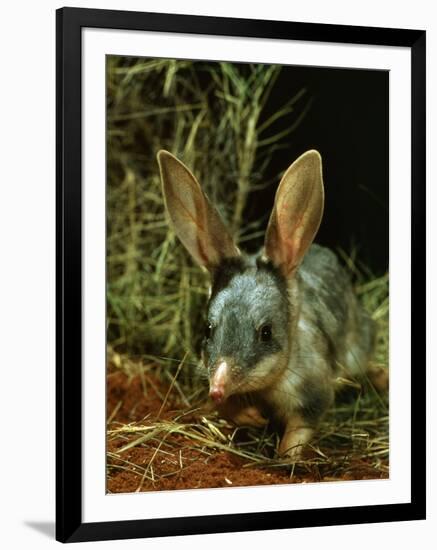Bilby, Rabbit-Eared Bandicoot Central Australian Desert-null-Framed Photographic Print